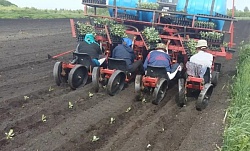 Машина рассадопосадочная (для томатов, перцев, капусты) МРП (универсальная)